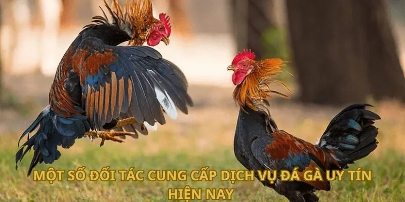 Một số đối tác cung cấp dịch vụ đá gà uy tín hiện nay 