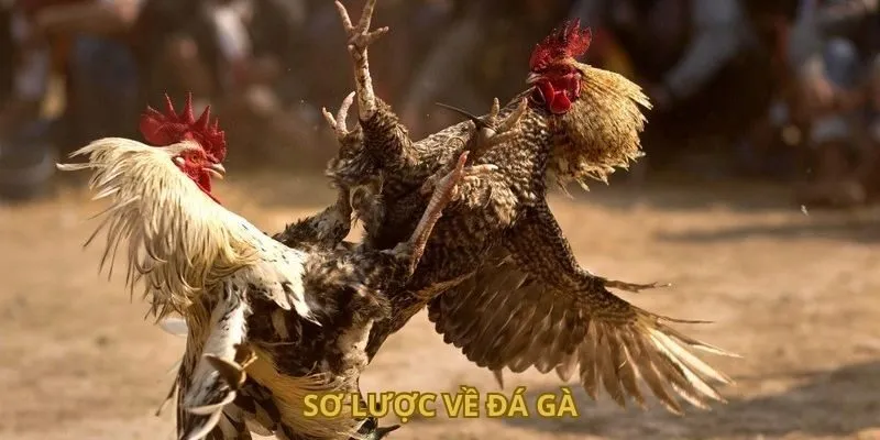 Sơ lược về đá gà